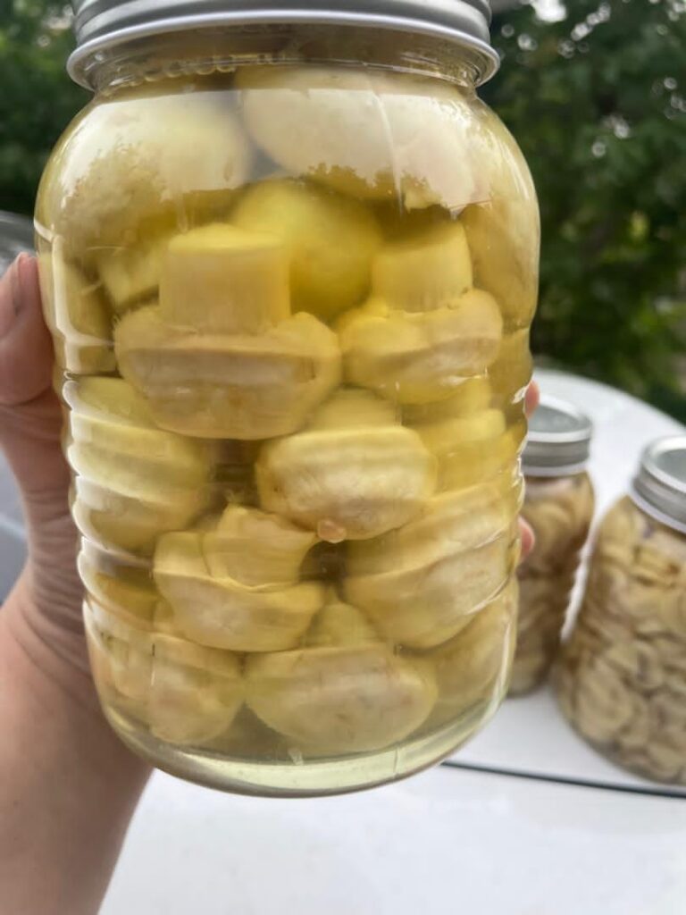 بلانچ دکمه ایی