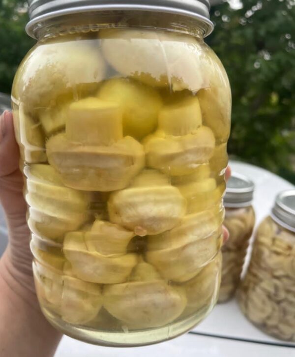 بلانچ دکمه ایی