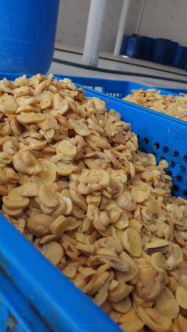 قارچ بلانچ اسلایسی گرید A